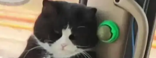 15斤的“幸福肥”与万里征途：一位挂车司机与小猫的“双向奔赴”