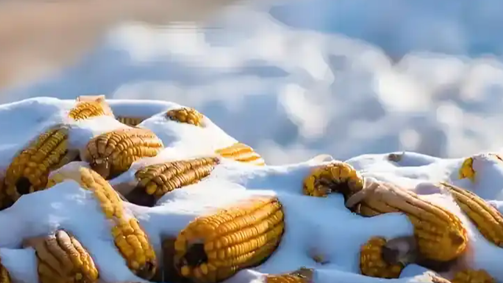 百年一遇！连续两年冬至撞期12月21日，上次还是光绪年间！