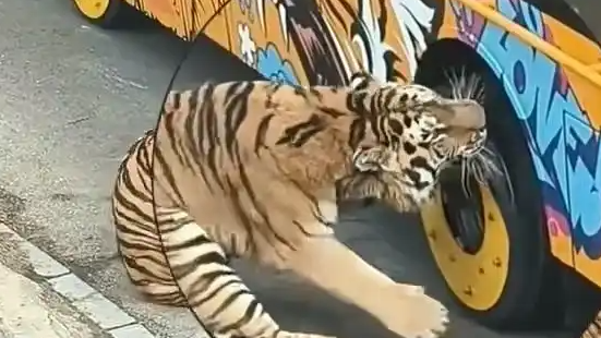 老虎咬轮胎被同伴“教育”当场炸毛！动物园上演“虎界霸凌”还是“正义执行”？