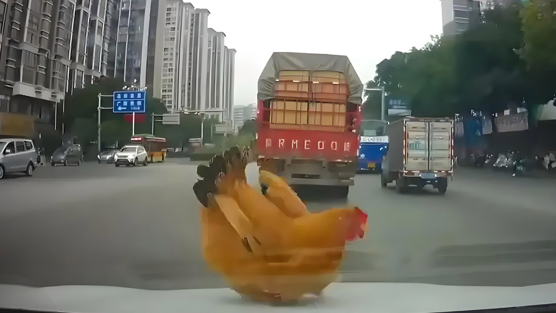 “天降活鸡”砸中引擎盖！广西女司机惊喜尖叫，网友：这是要“鸡”祥如意？